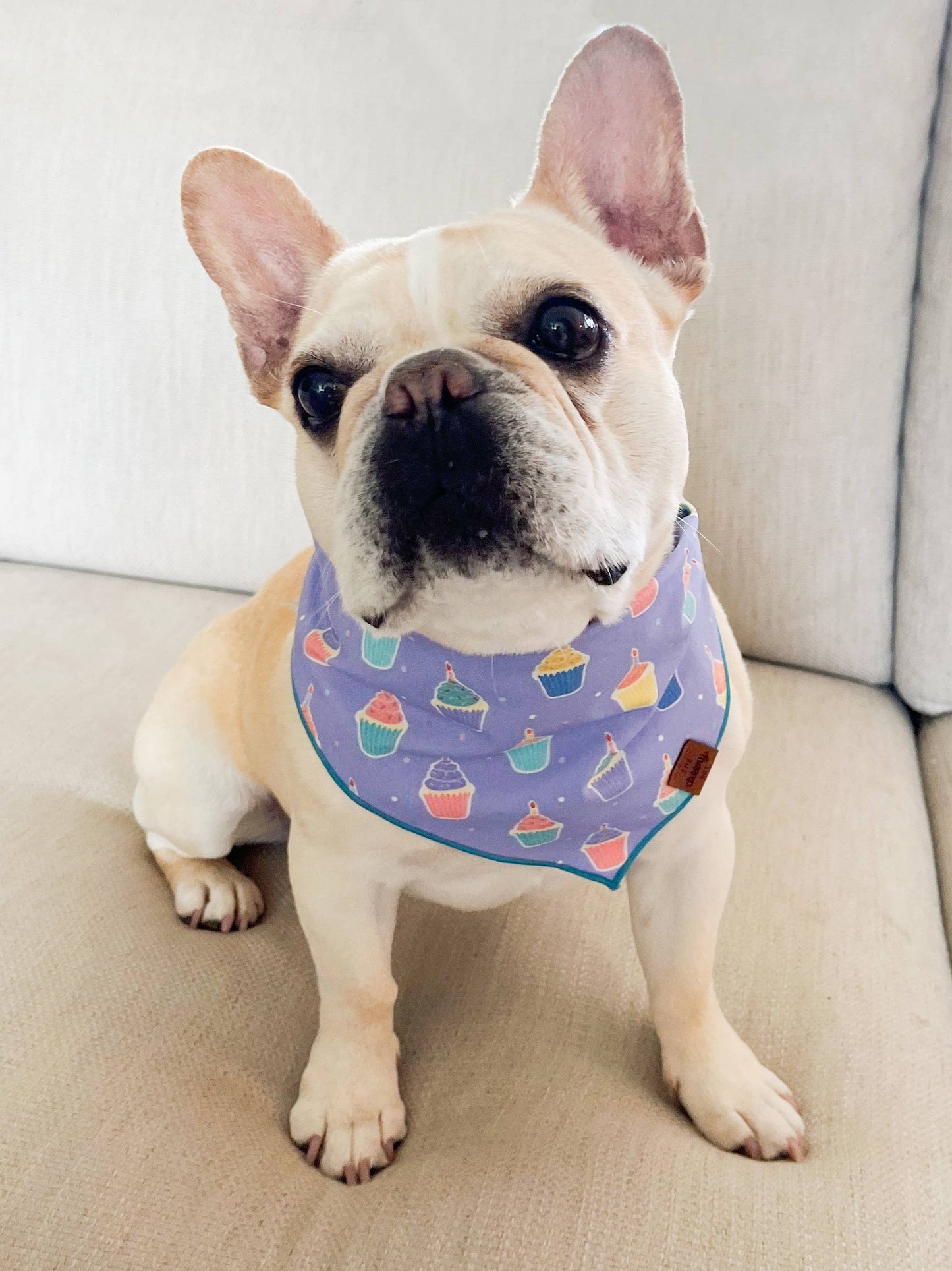 Pupcakes Pet Bandana - Lavender: Extra Large