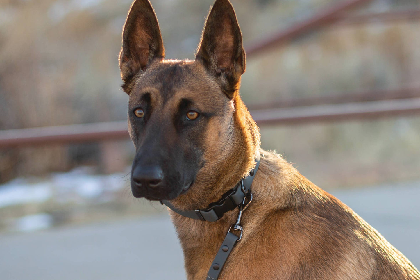 Waterproof Dog Collar Soft YKK Buckle Quick Release : Soft Coral / XL 1" Wide 16"-26" Range