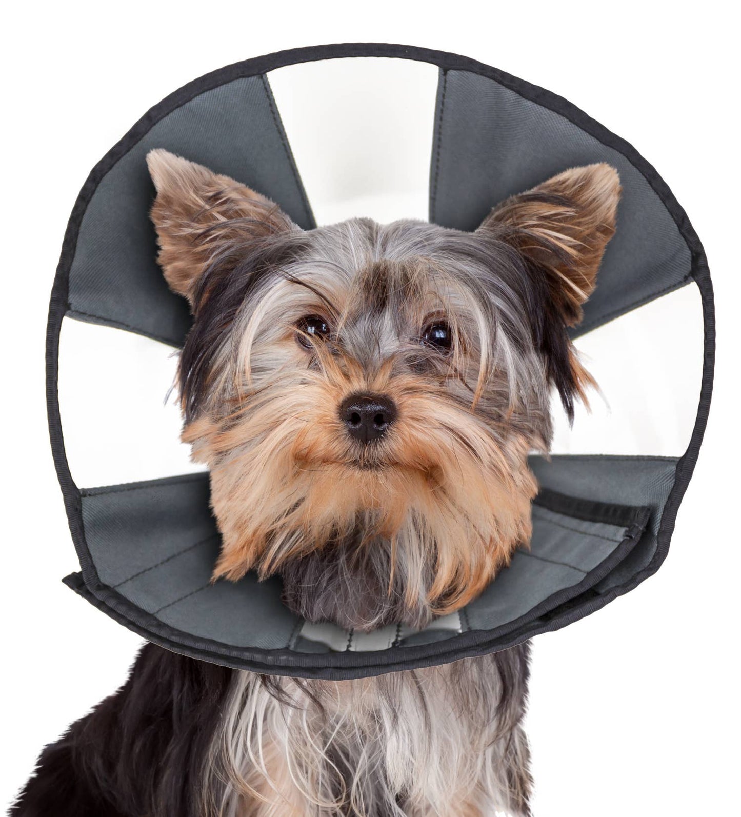 ZenCone - Soft Recovery Collar with Windows: Small (8-12 in.)