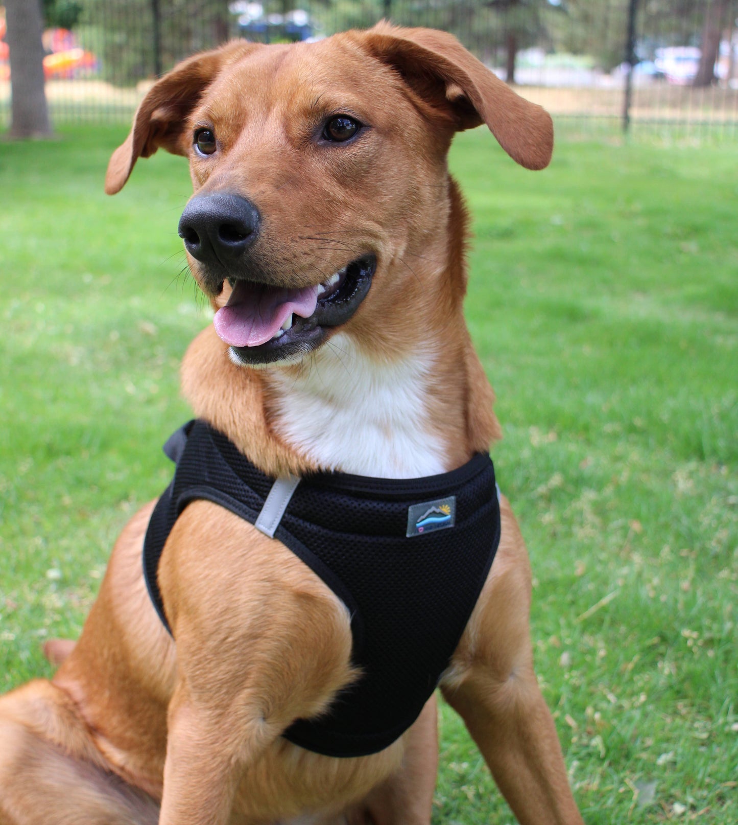 American River Solid Dog Harness - Black: Medium