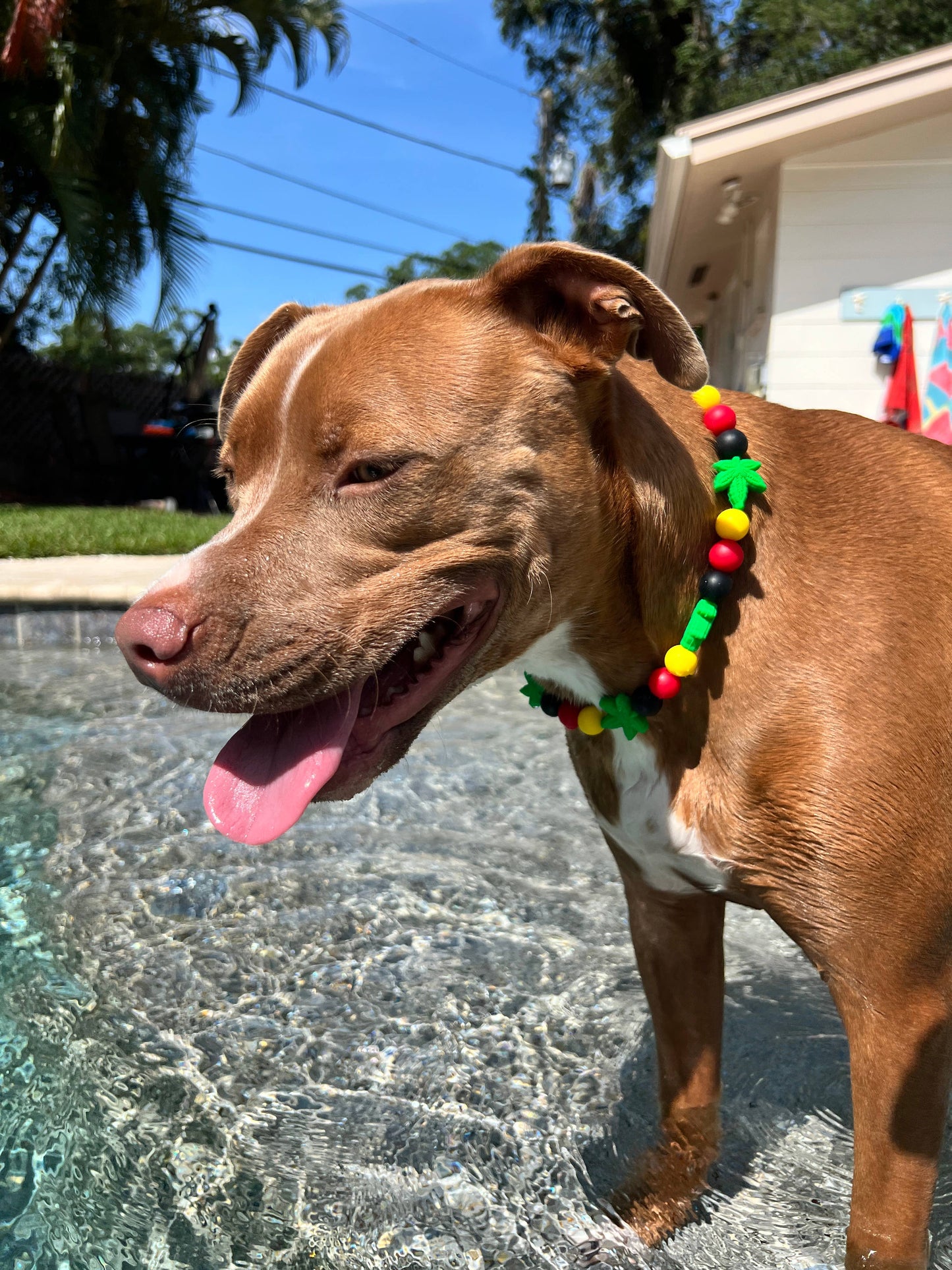 Best Buds | Beaded Dog Collar  : 12"