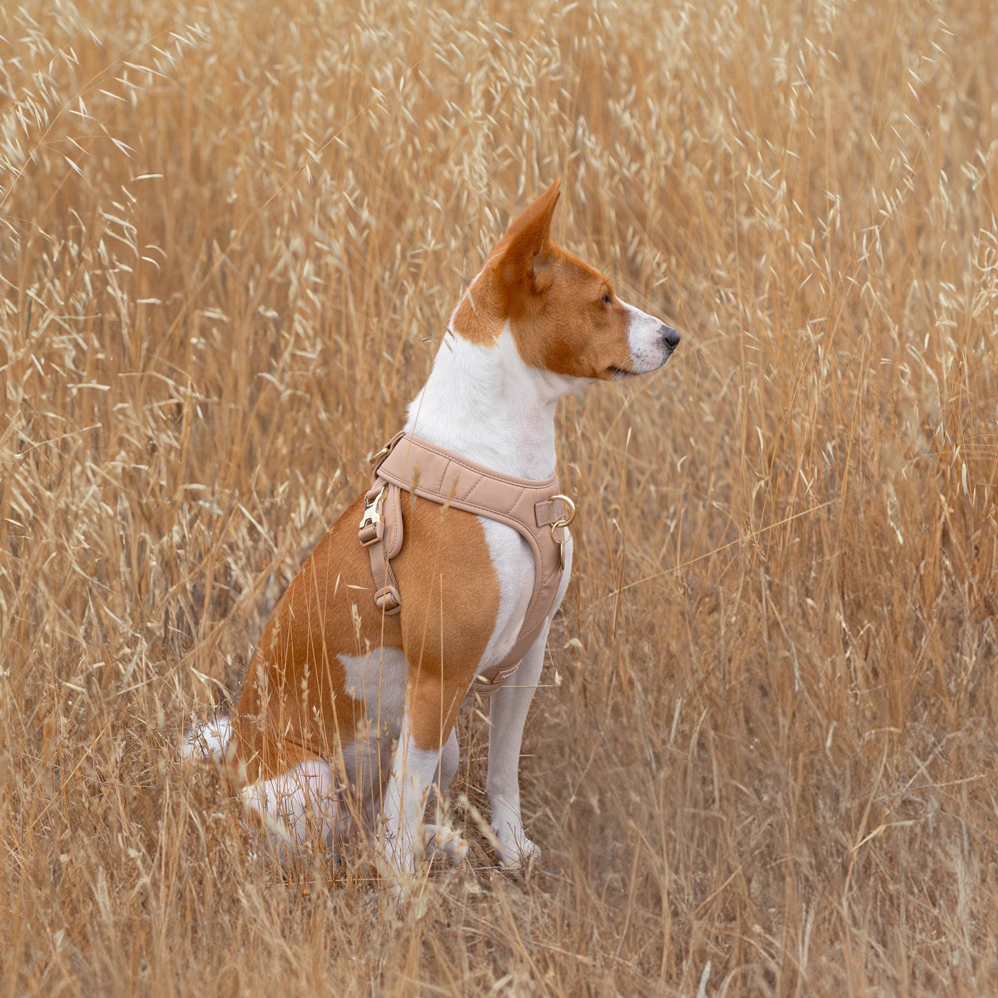 Roam Luxe Harness (Desert) | Dog Walking Gear | Dog Harness: Small