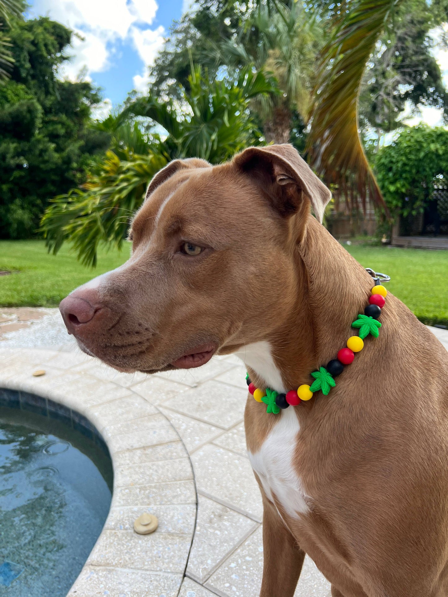 Best Buds | Beaded Dog Collar  : 22"