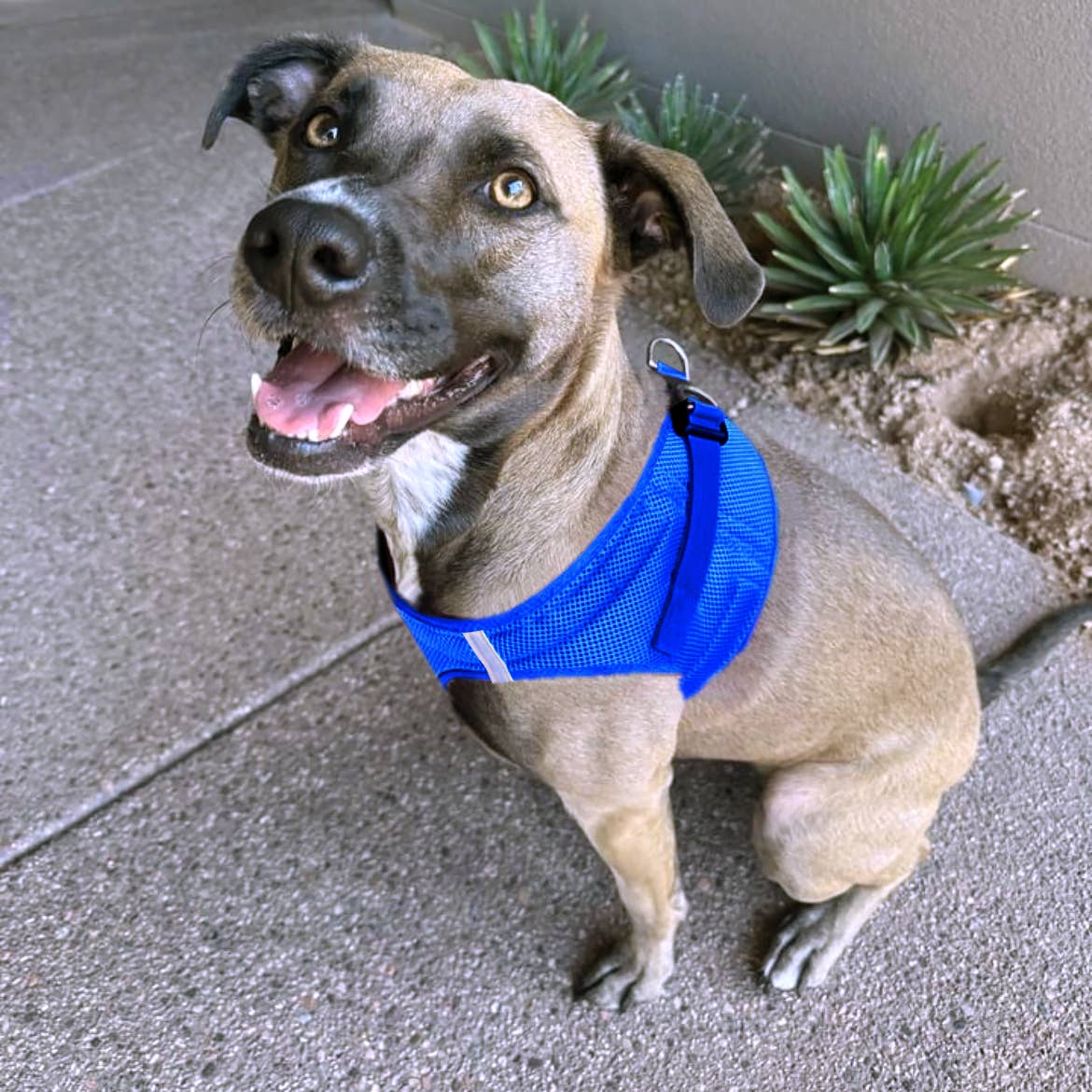 American River Solid Dog Harness - Cobalt Blue: XX-Small