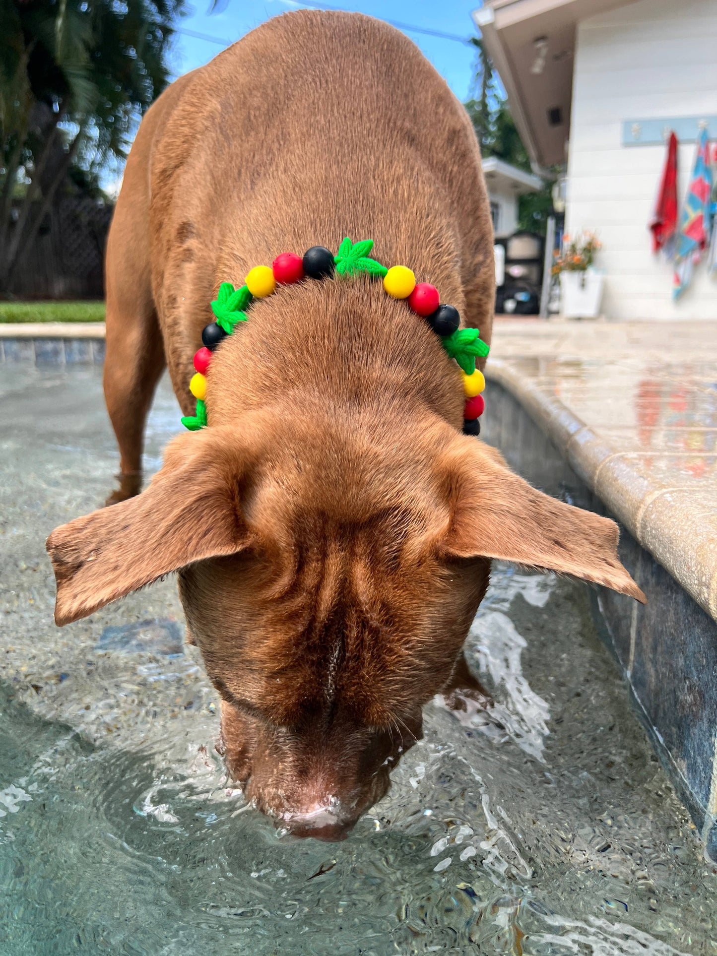 Best Buds | Beaded Dog Collar  : 12"