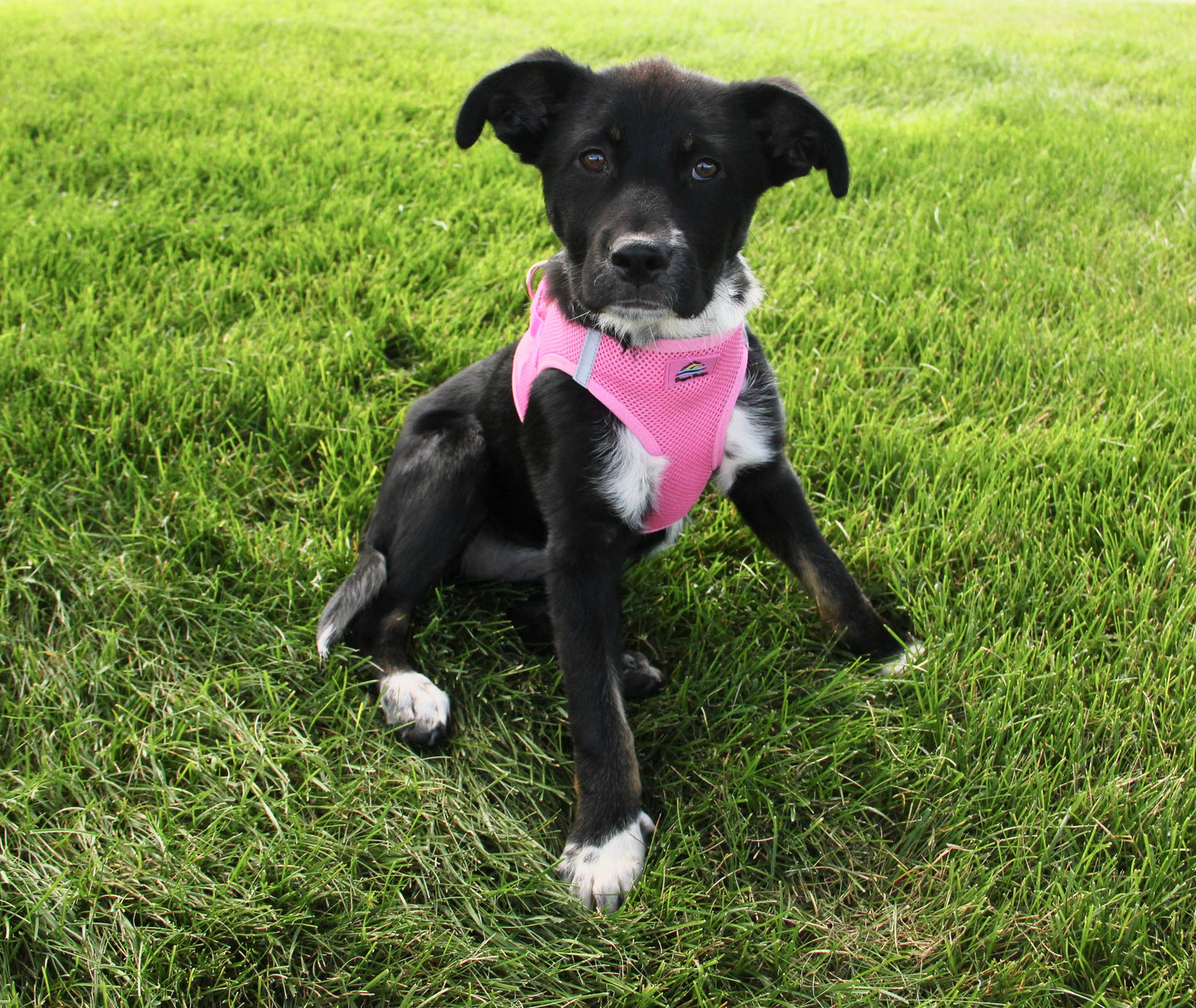 American River Solid Dog Harness - Candy Pink: Medium
