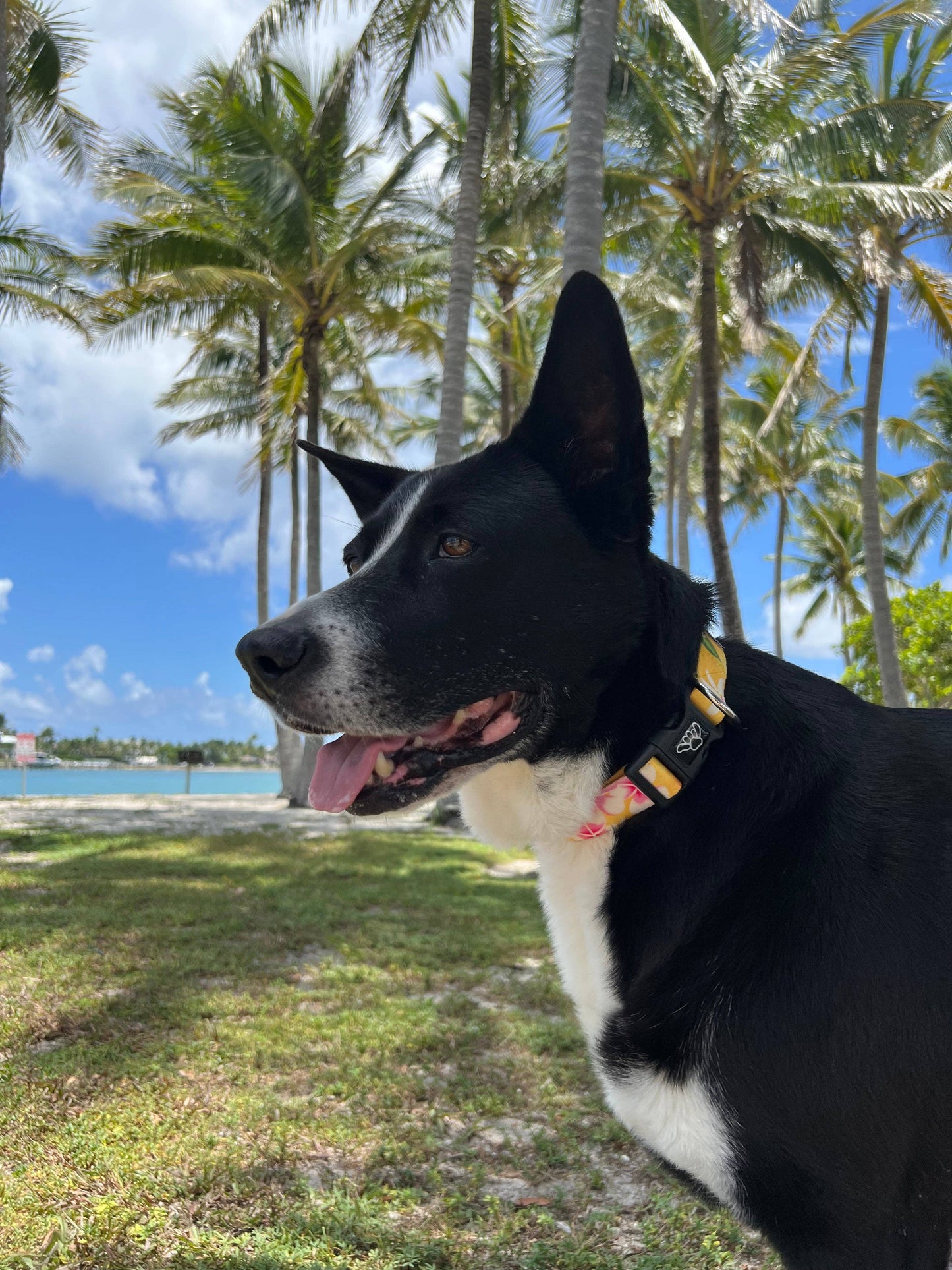 Hawaiian Print Dog Collar Tropical Yellow Floral: Small