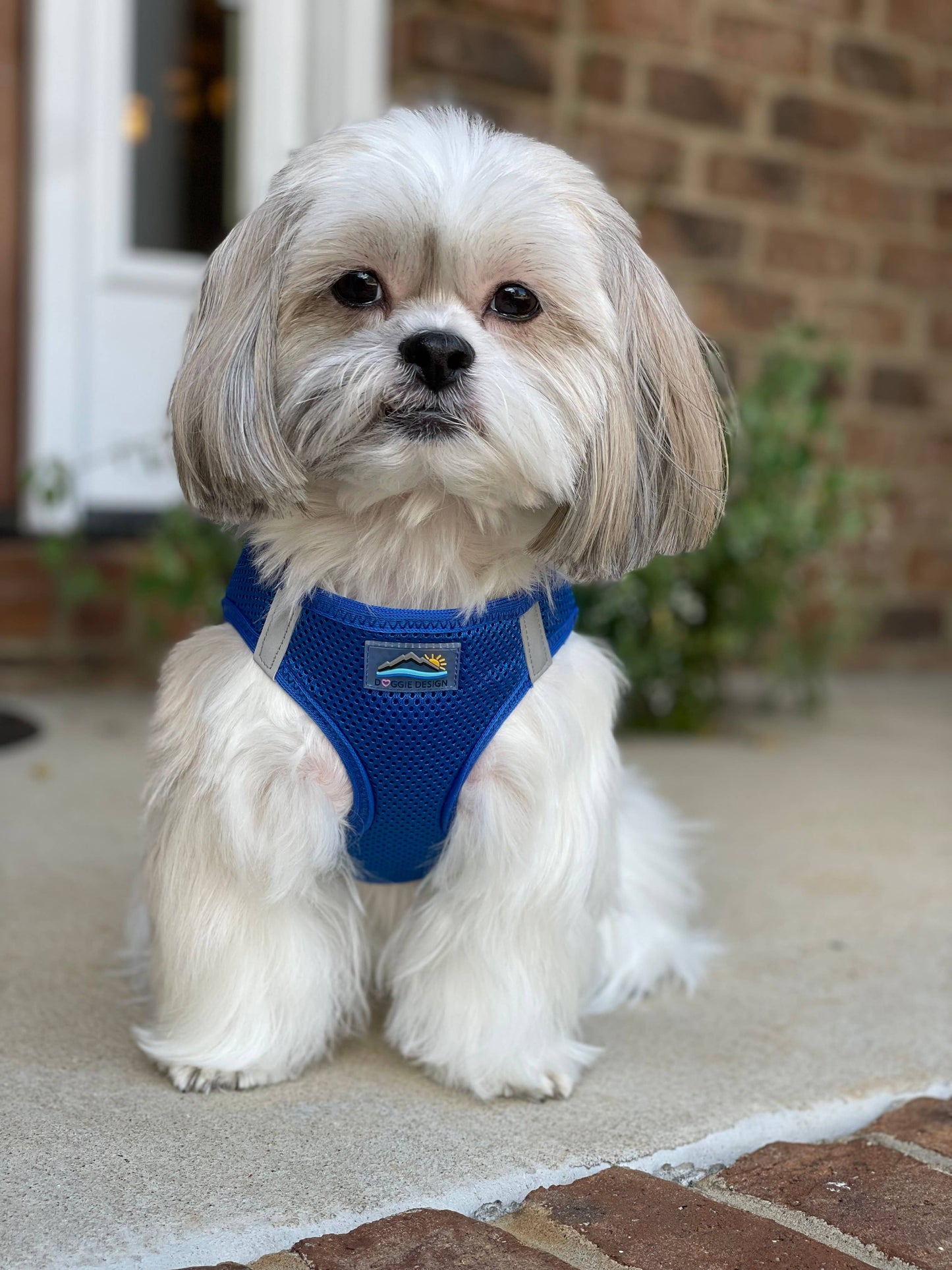 American River Solid Dog Harness - Cobalt Blue: Medium