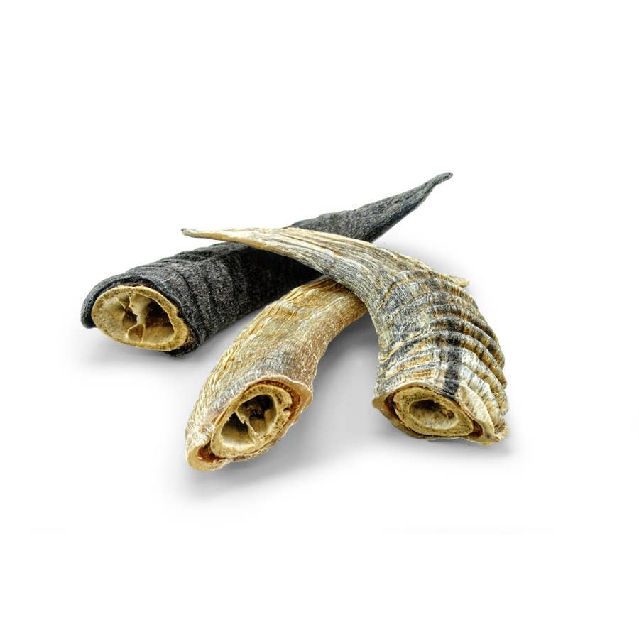 Icelandic+ Small Lamb Horn with Marrow
