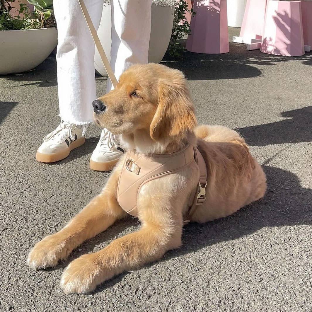 Roam Luxe Harness (Desert) | Dog Walking Gear | Dog Harness: Small