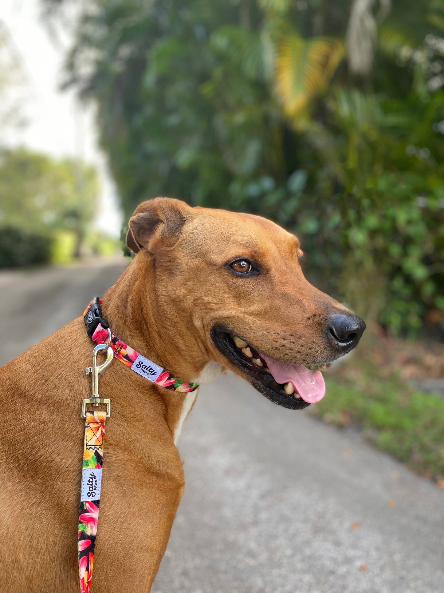 Hawaiian Print Dog Collar Tropical Black Floral Collar: Black Floral Print / Small