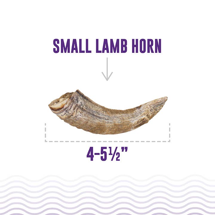 Icelandic+ Small Lamb Horn with Marrow