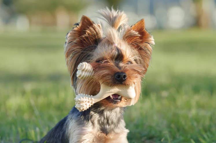 BetterBone Soft Beef Dog Chew Toy Small