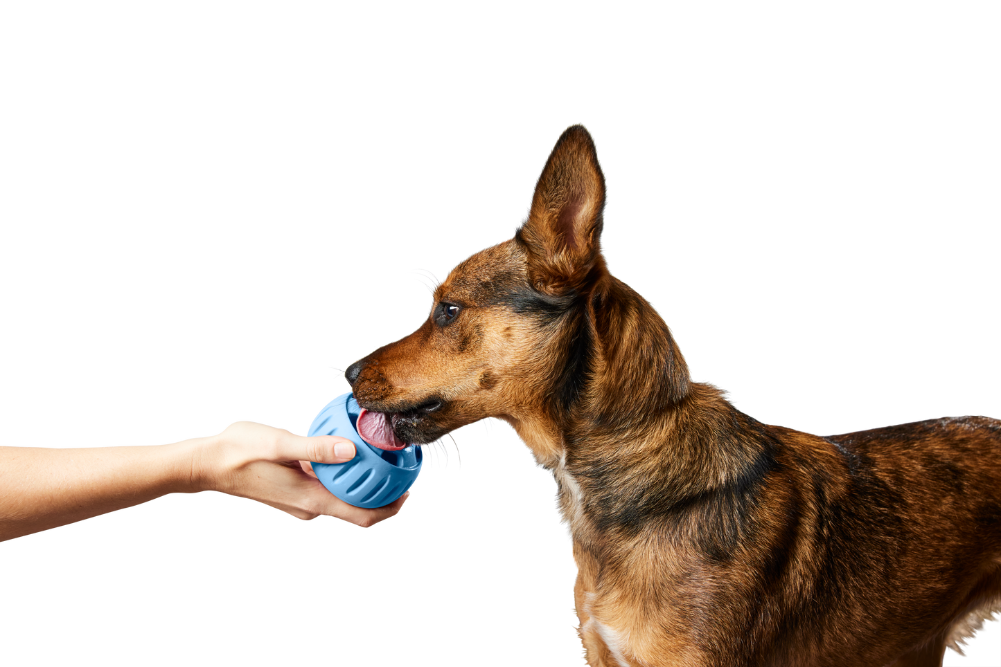 The Pupsicle - Wholesale Exclusive Color: Small